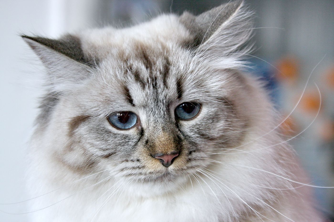 A fluffy blue-eyed Siberian cat with a thick triple coat, looking directly at the camera in soft natural light
