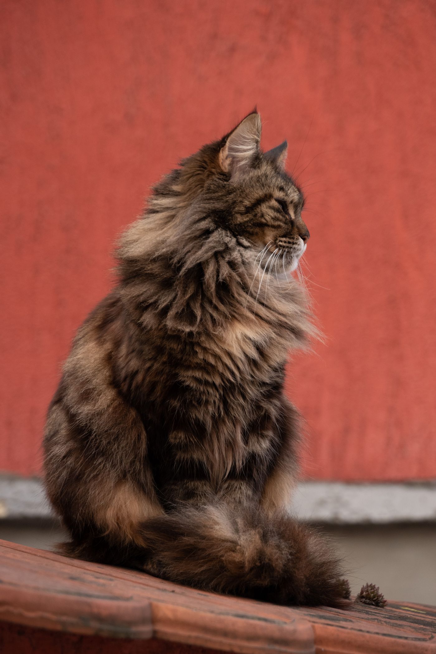 Siberian cat perched confidently outdoors, showing playful personality